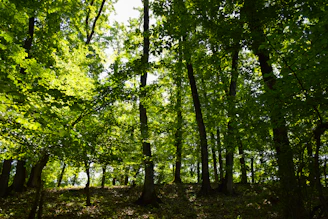 A vibrant green forest in Papua with sunlight filtering through the trees.
