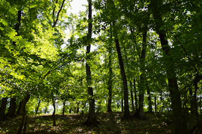 Lush green canopy of the Chocó Andean forest with sunlight filtering through