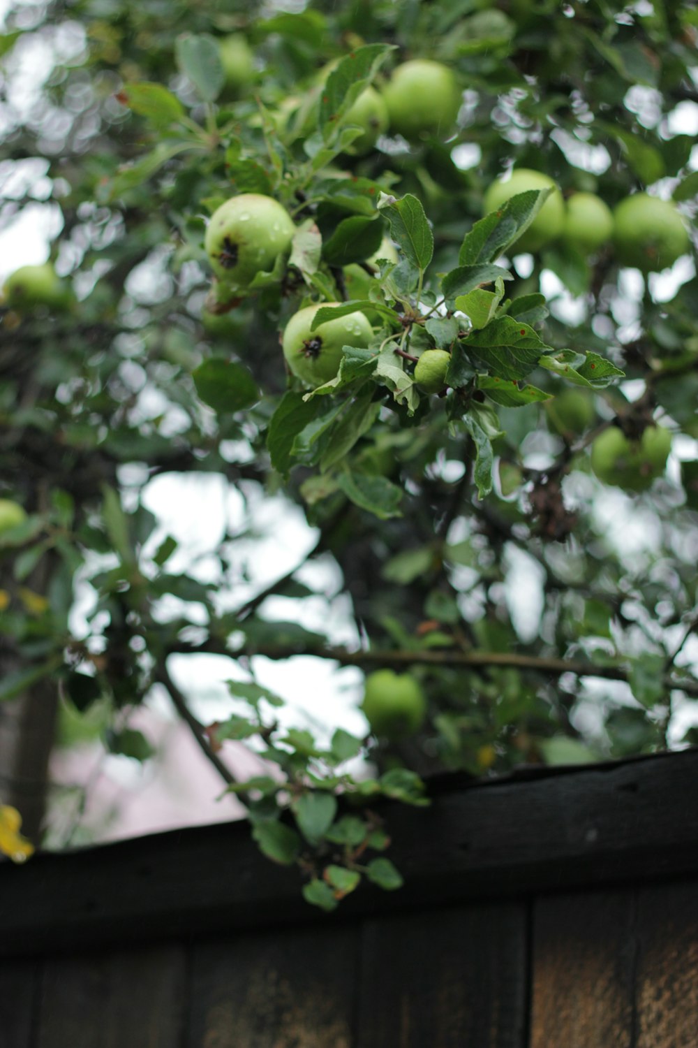 an apple tree with green apples growing on it