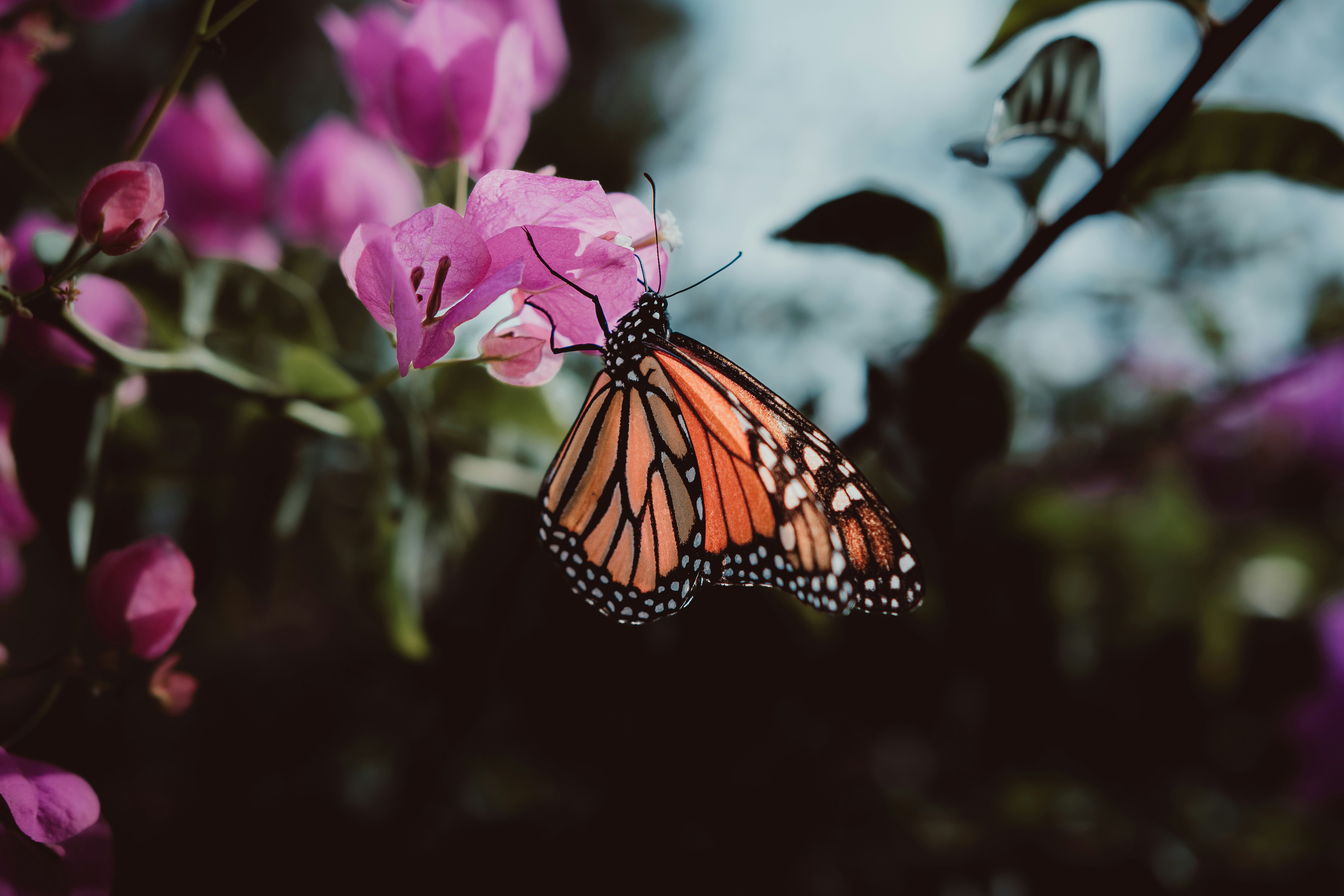 Photo by benjamin_artwok