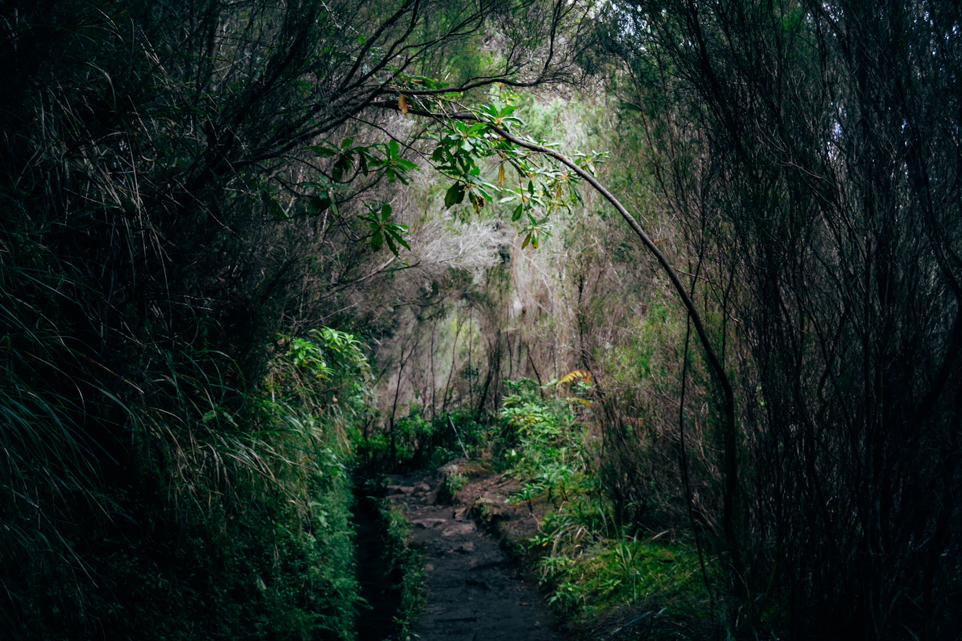 A levada walking path through the green forest of Madeira