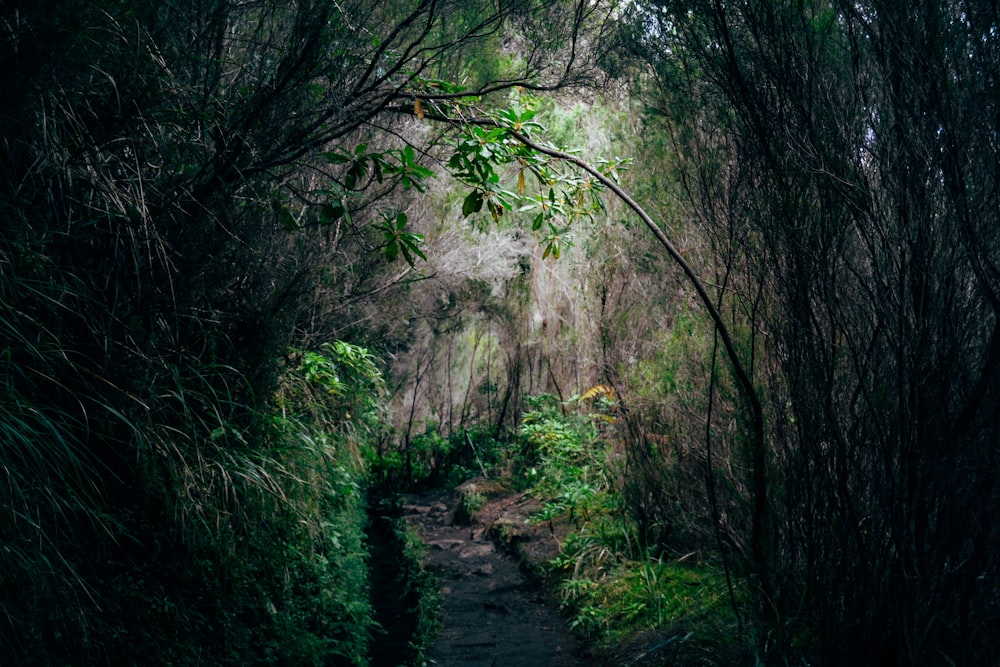 a narrow path in the middle of a forest
