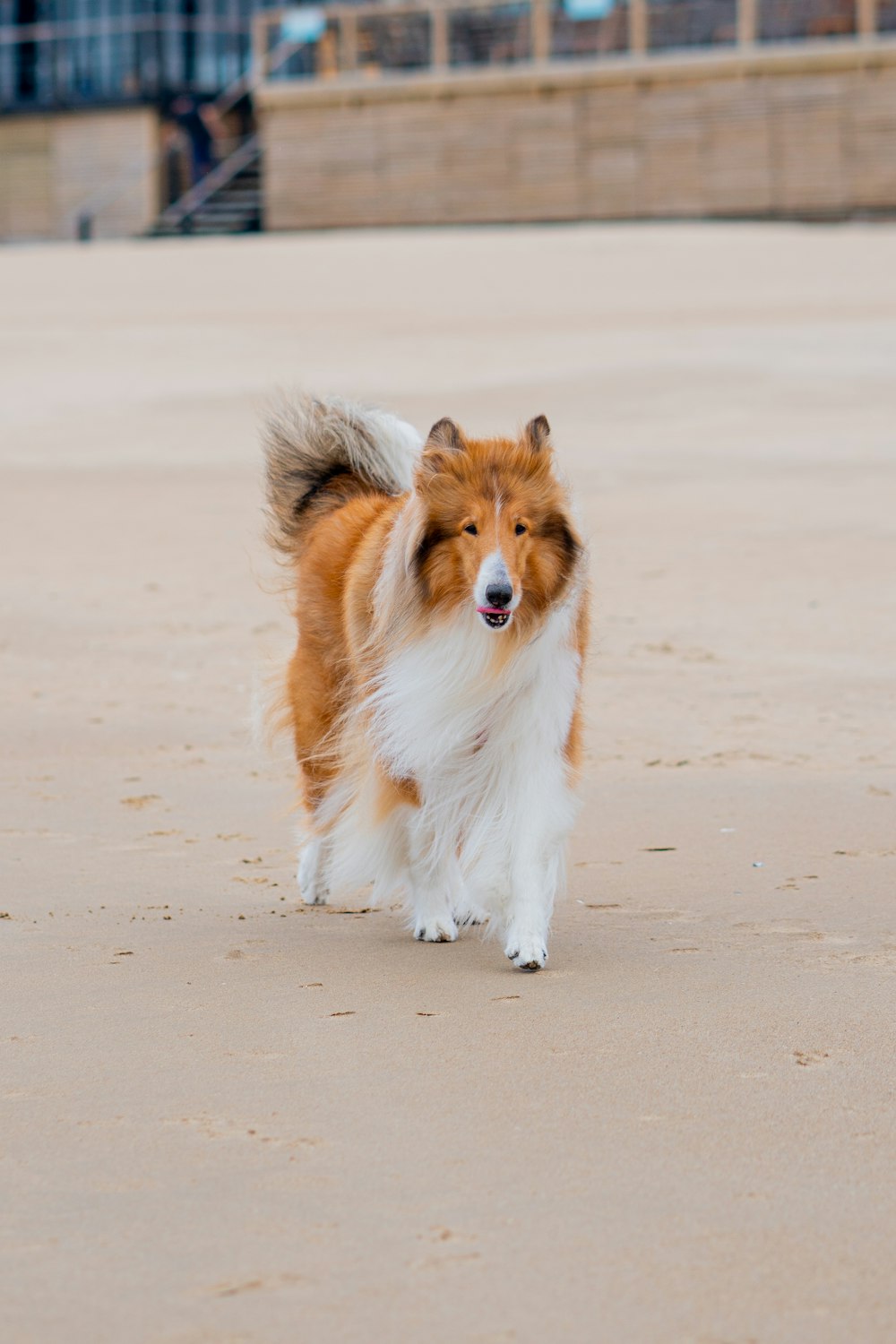 a brown and white dog walking across a sandy beach