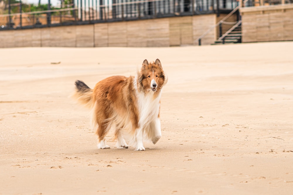 a brown and white dog standing on top of a sandy beach