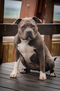 A muscular, dark gray and white dog with a broad head and an attentive expression is sitting on a wooden deck. The dog has a solid, stocky build and its ears are slightly flopped. The background includes a wooden fence and blurred outdoor elements.