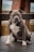 A muscular, dark gray and white dog with a broad head and an attentive expression is sitting on a wooden deck. The dog has a solid, stocky build and its ears are slightly flopped. The background includes a wooden fence and blurred outdoor elements.