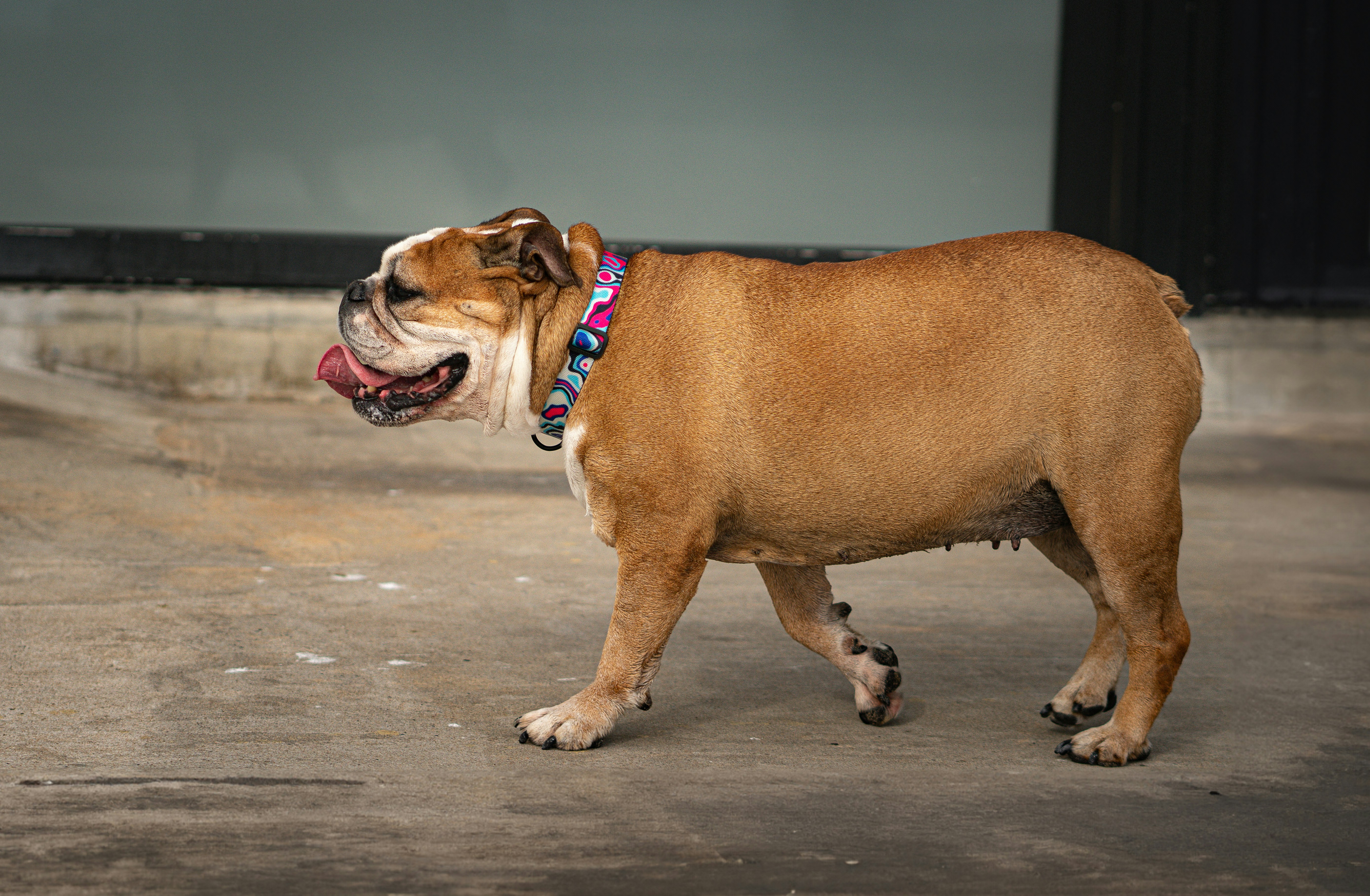 um cachorro marrom e branco andando por um estacionamento