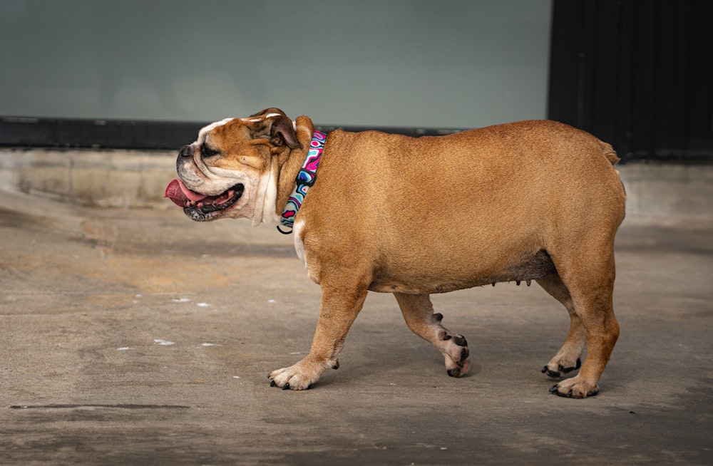 a brown and white dog walking across a parking lot