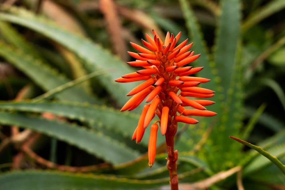 a close up of an orange flower in a field