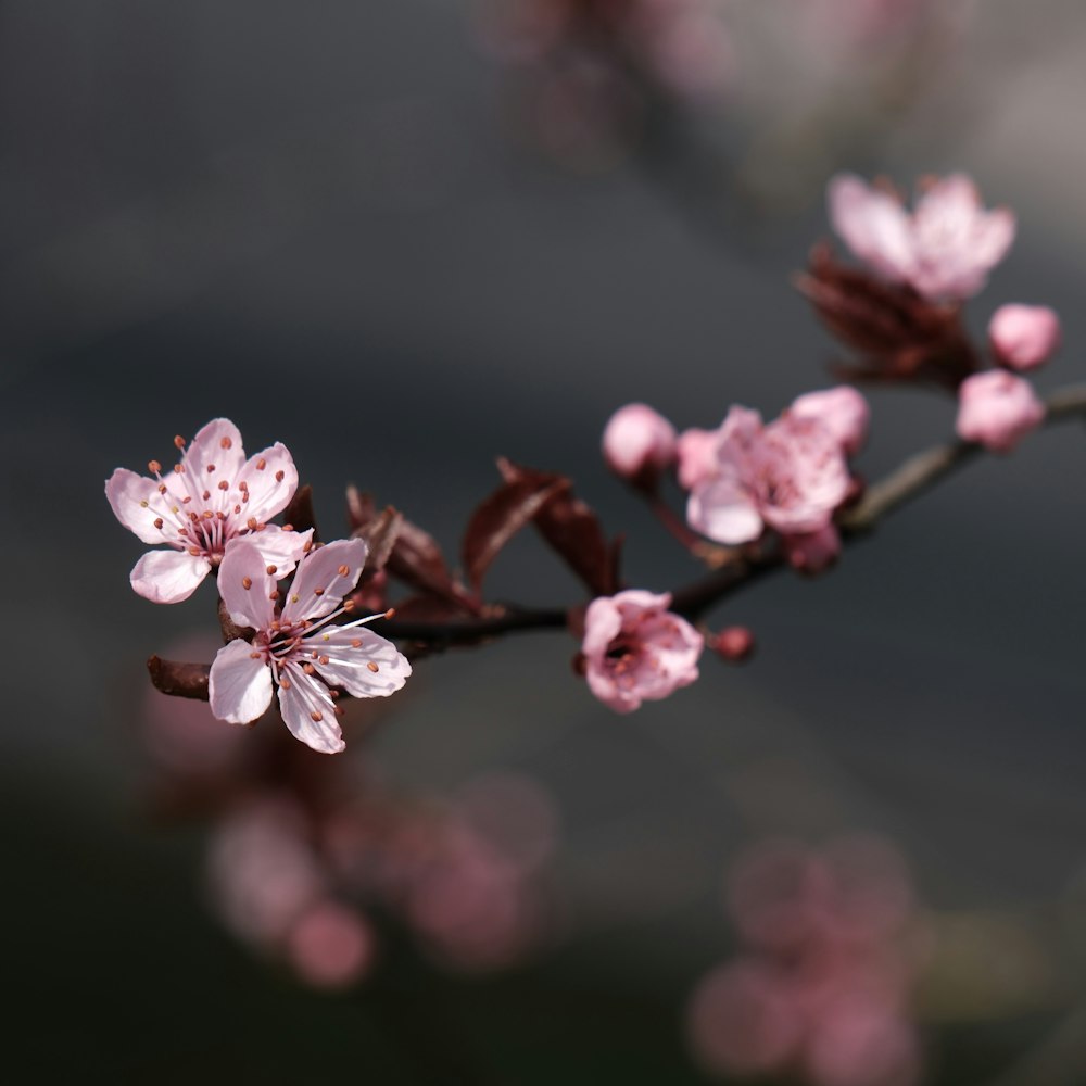a close up of a branch with pink flowers