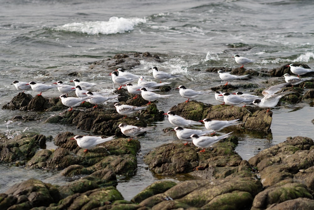 a flock of seagulls standing on rocks in the water