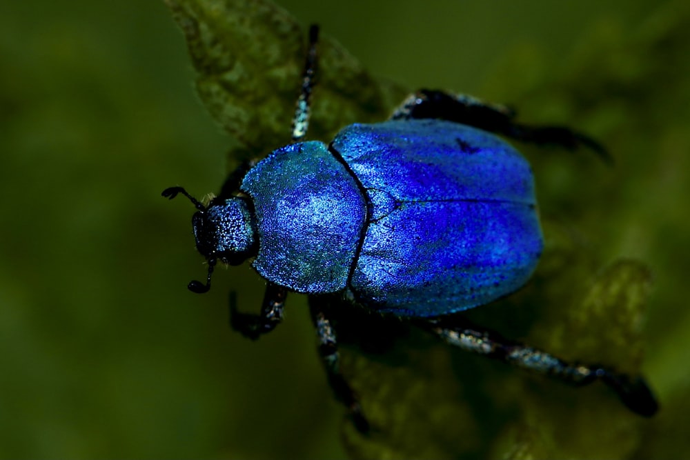 a close up of a blue beetle on a leaf