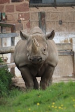 A rhino stands in a naturalistic enclosure with a stone wall in the background. The animal appears strong and robust, with a prominent horn and thick skin. Green grass and some yellow flowers are visible in the foreground.