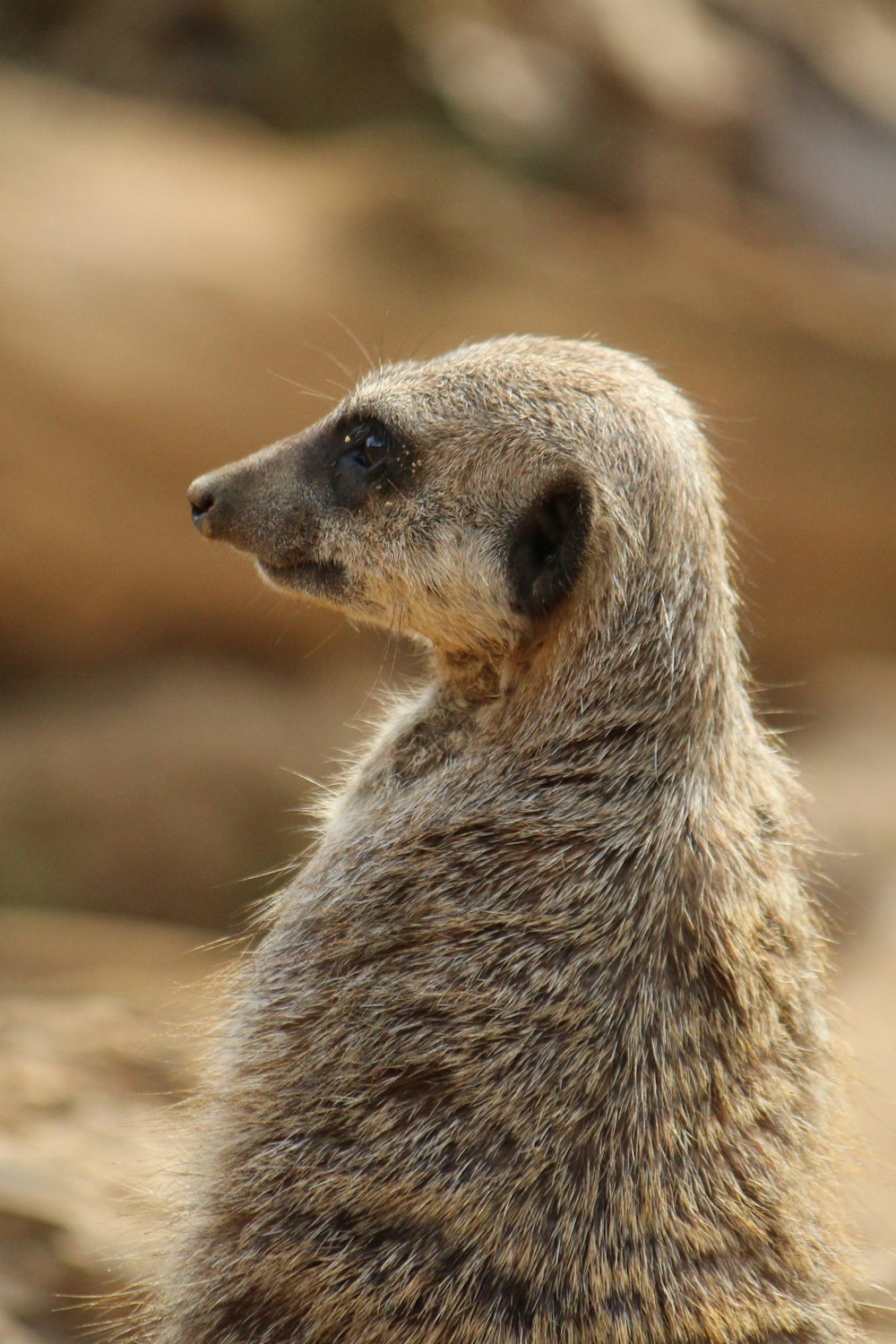 a close up of a meerkat looking off into the distance
