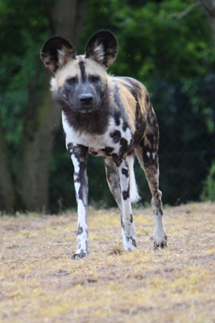 An African wild dog stands on a patch of dry grass with a backdrop of trees. It is looking directly at the viewer, displaying its distinctive large ears and mottled coat of black, brown, white, and tan.