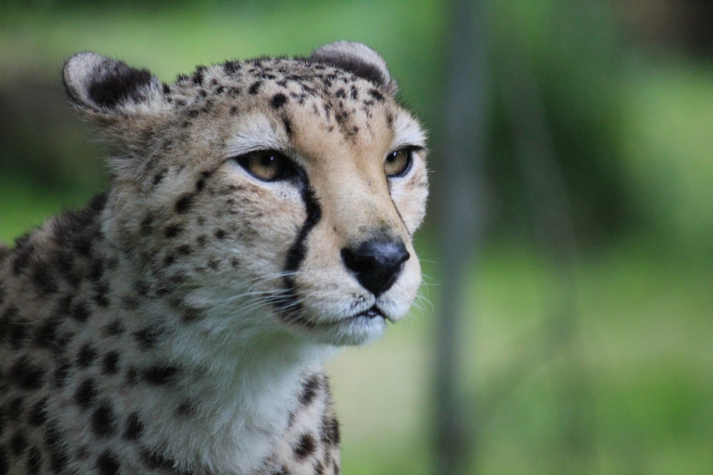 a close up of a cheetah with a blurry background