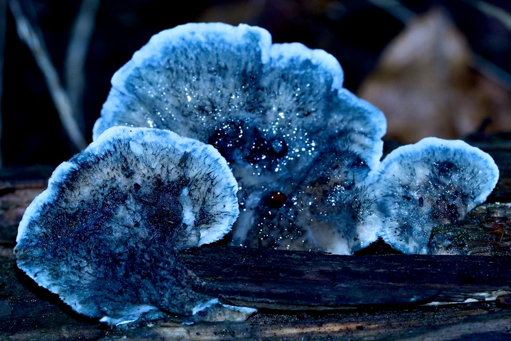 a group of blue mushrooms sitting on top of a tree branch