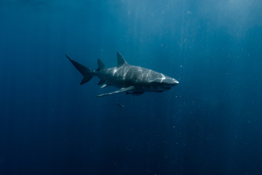 a great white shark swimming in the ocean
