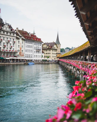 a body of water filled with lots of pink flowers