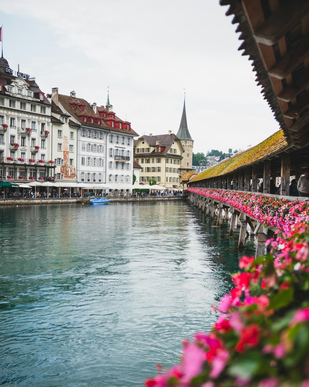 a body of water filled with lots of pink flowers