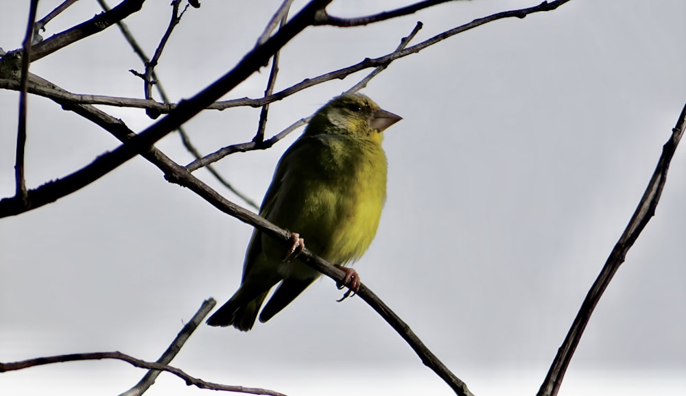 Un piccolo uccello verde appollaiato su un ramo dell'albero