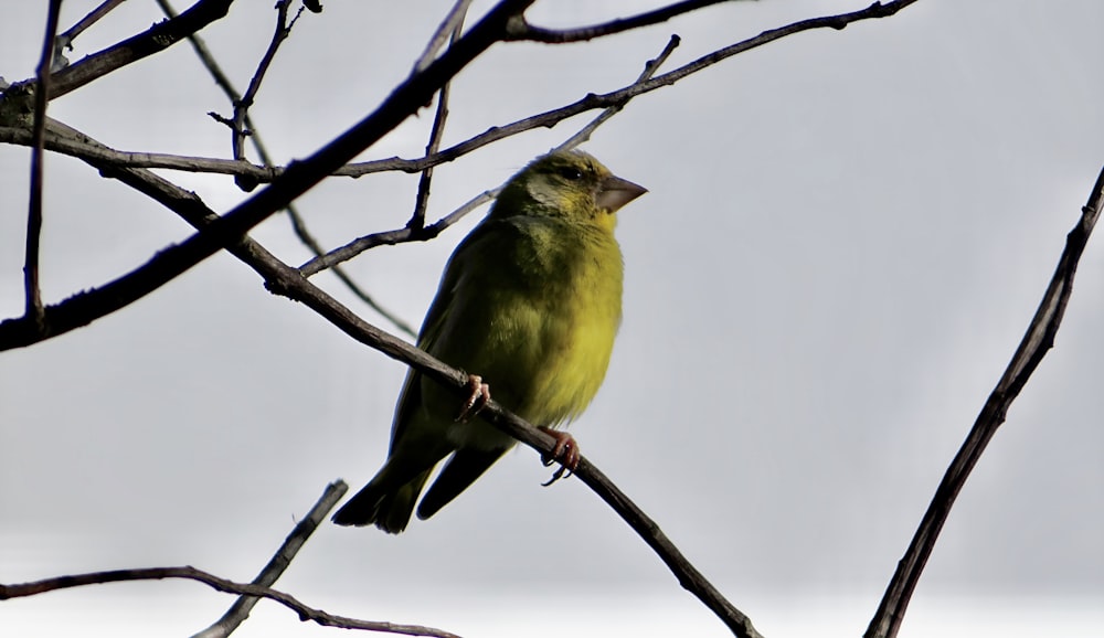 a small green bird perched on a tree branch