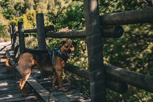 A dog walks along a wooden pathway surrounded by lush greenery. The pathway is bordered by a wooden fence on one side. Sunlight filters through the leaves, creating a dappled pattern on the ground. The dog appears to be wearing a harness with a name on it.