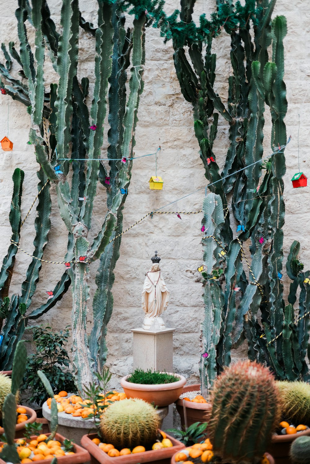 a bunch of cactus plants that are next to a wall