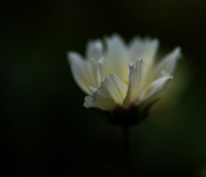 A close-up of a white flower with delicate petals set against a dark, blurred background. The soft focus emphasizes the flower's subtle textures and curves, creating an intimate and serene atmosphere.