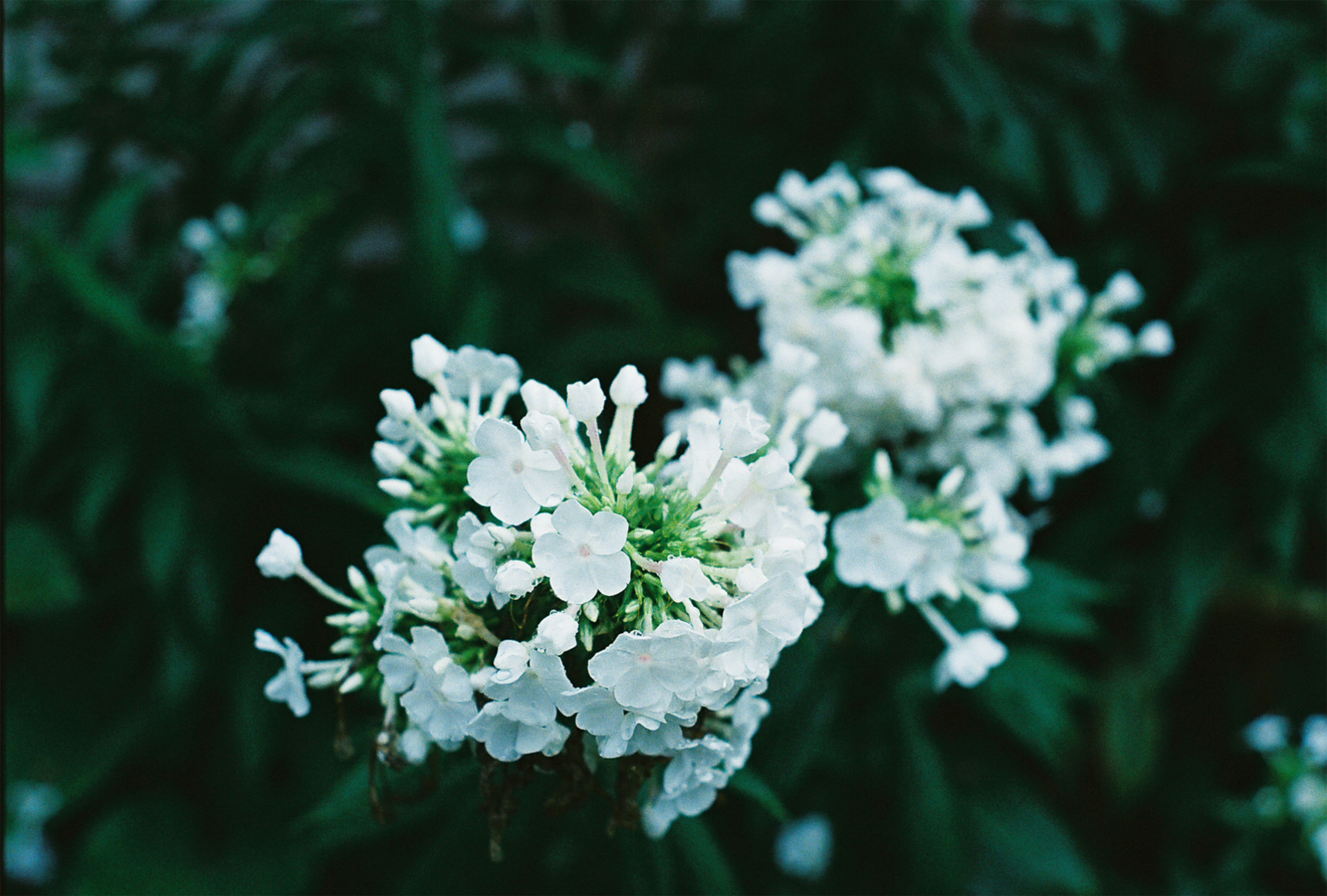 Photo by marumstudios