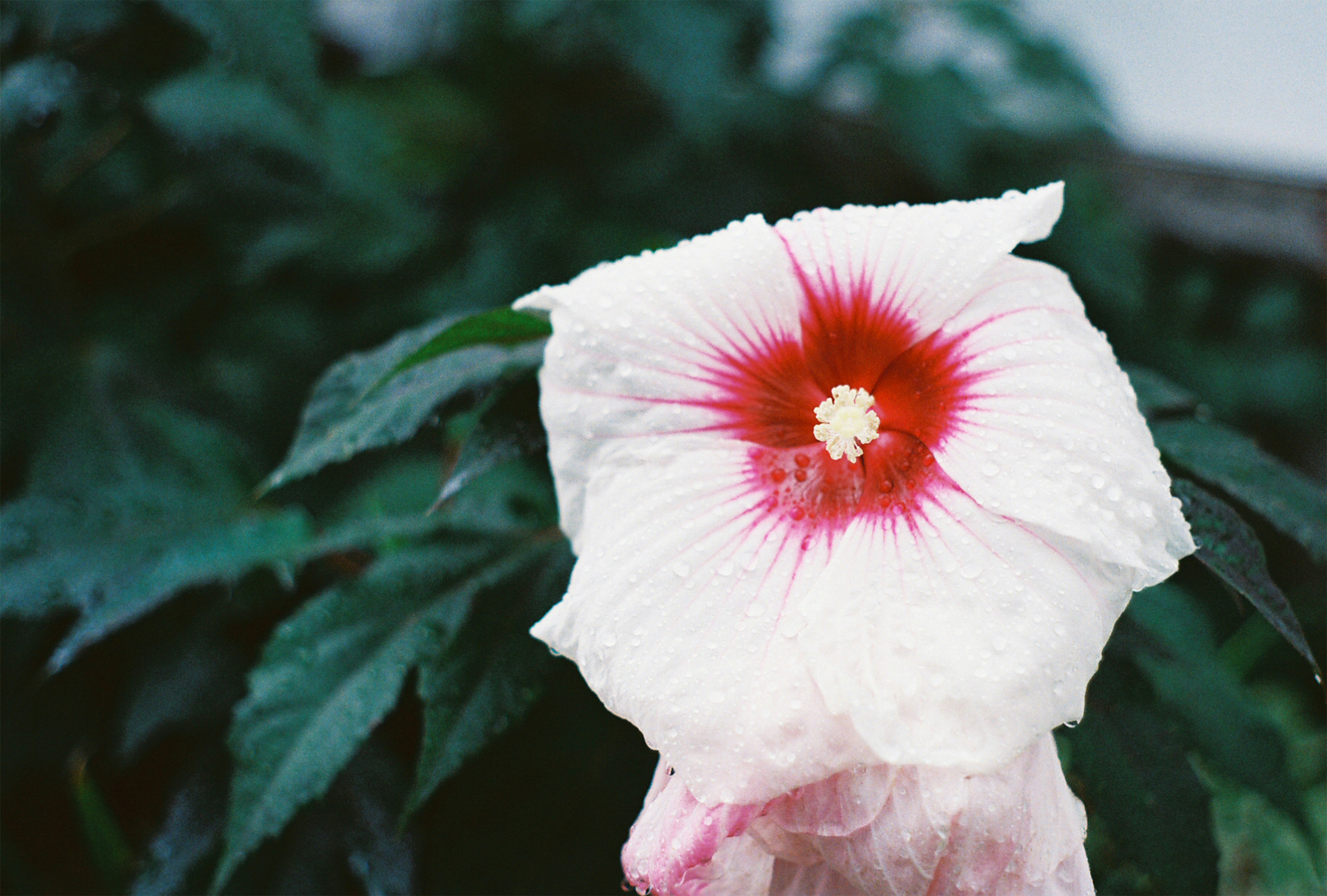 Photo by marumstudios