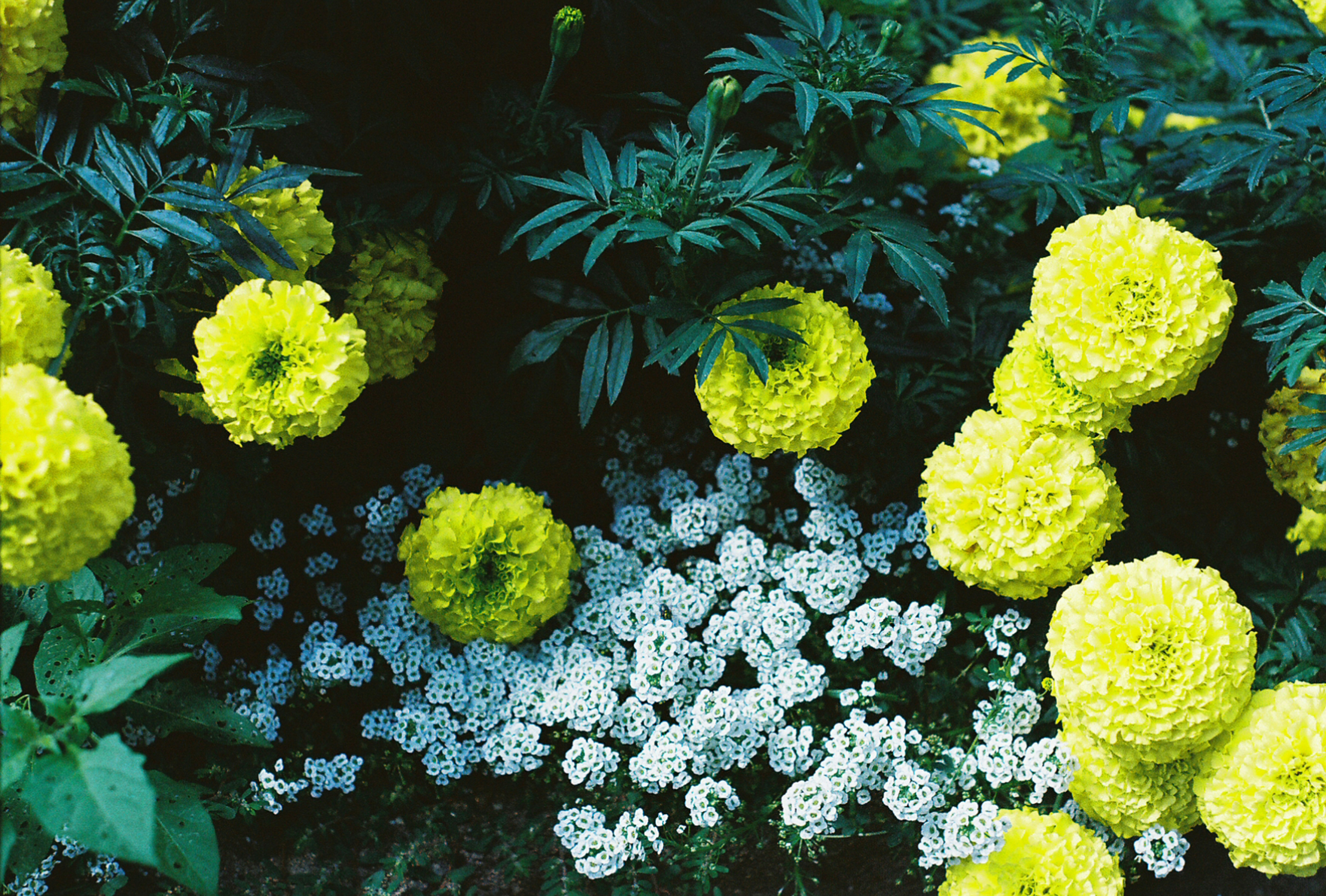 Photo by marumstudios