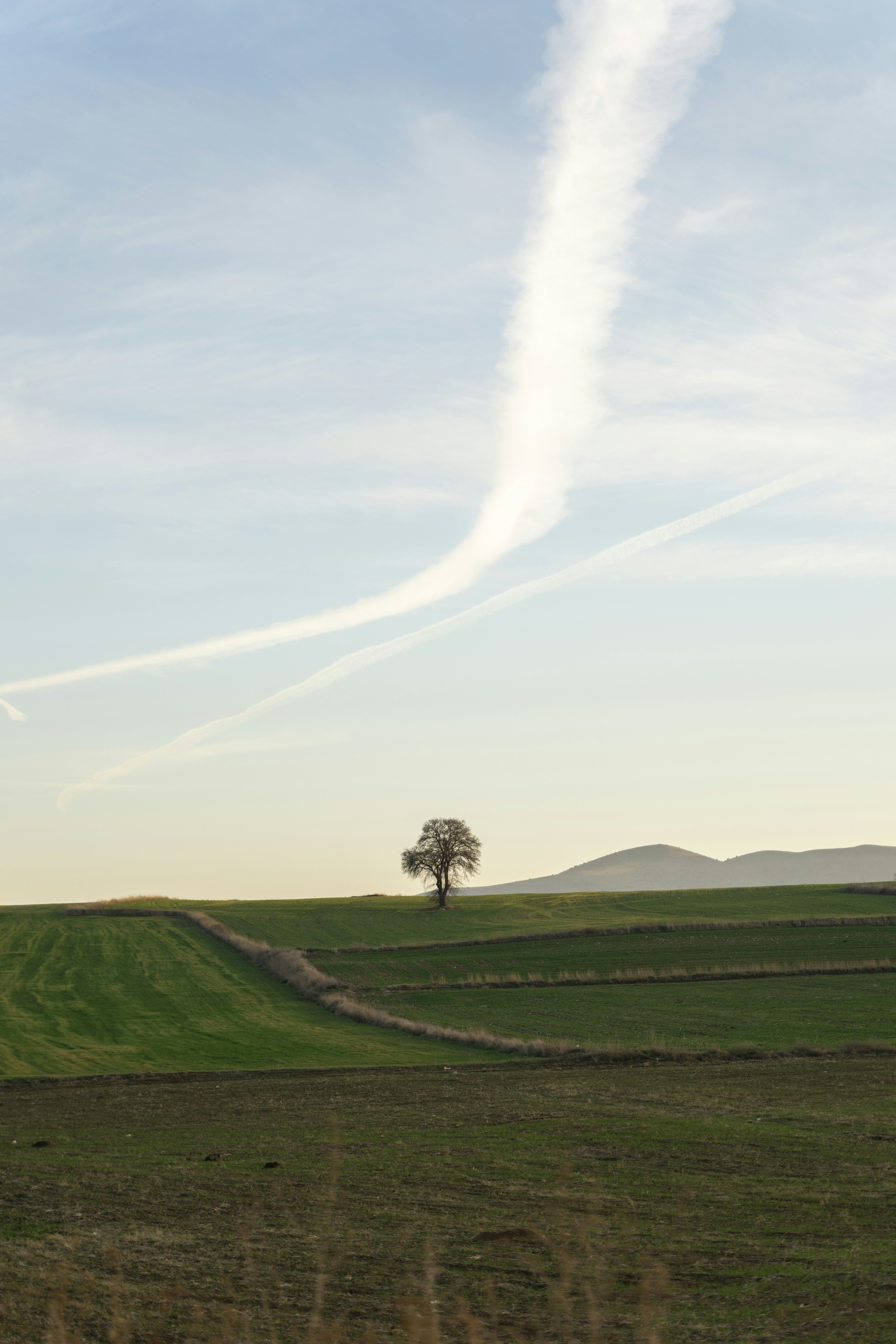 a lone tree in a field with a sky background