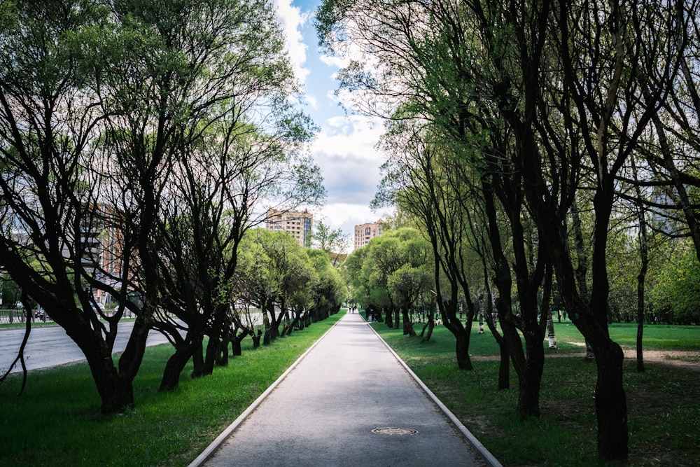 a paved path in a park lined with trees