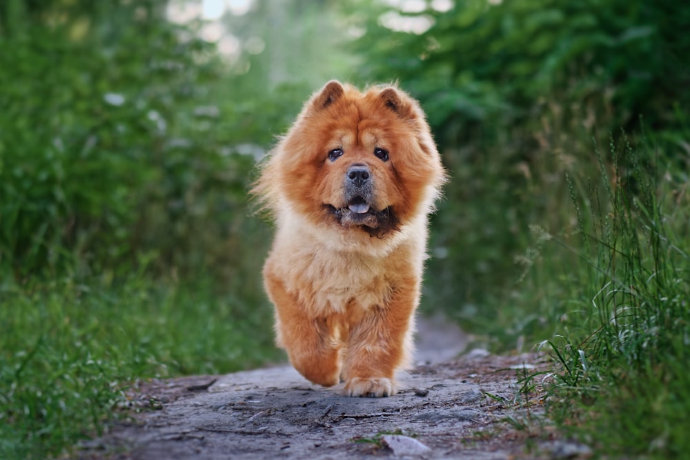 a dog that is walking down a dirt road