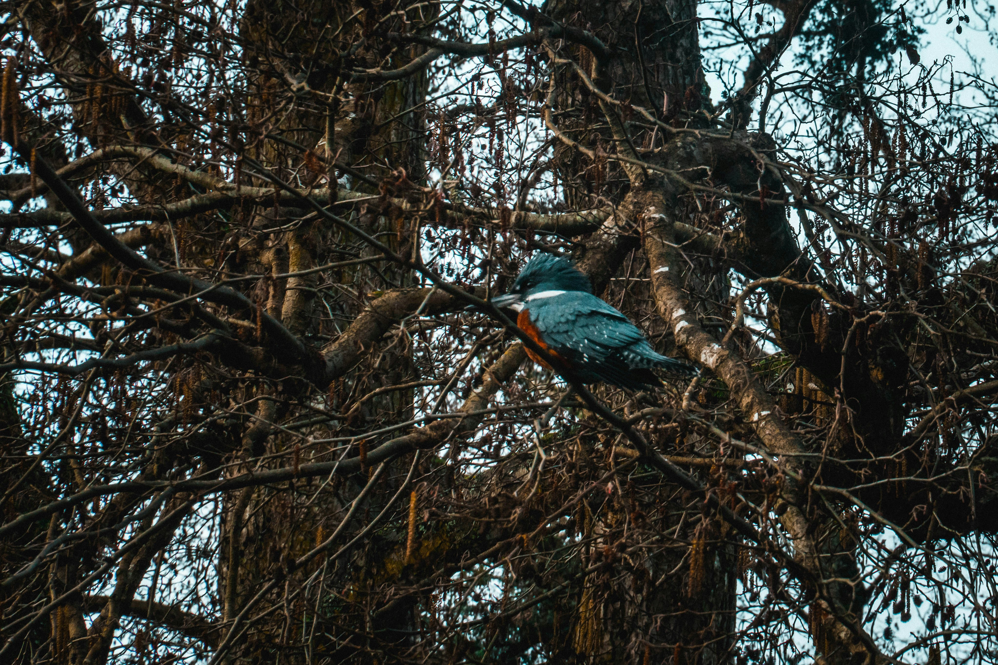 A blue bird perched on top of a tree branch photo – Free Blue Image on ...