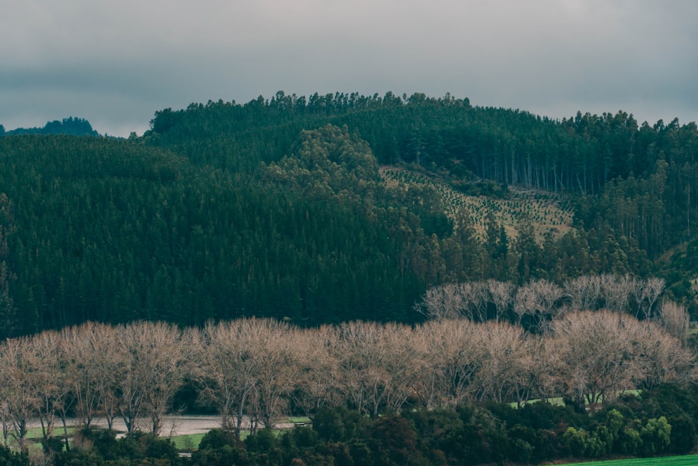 a group of trees that are next to a hill