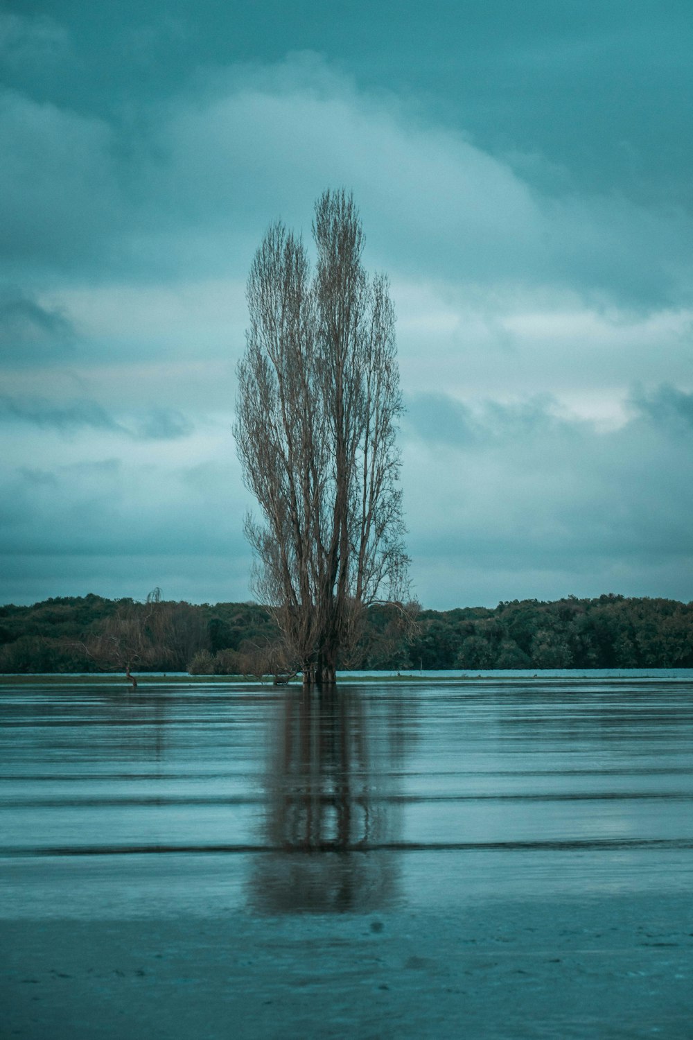 a lone tree in the middle of a large body of water