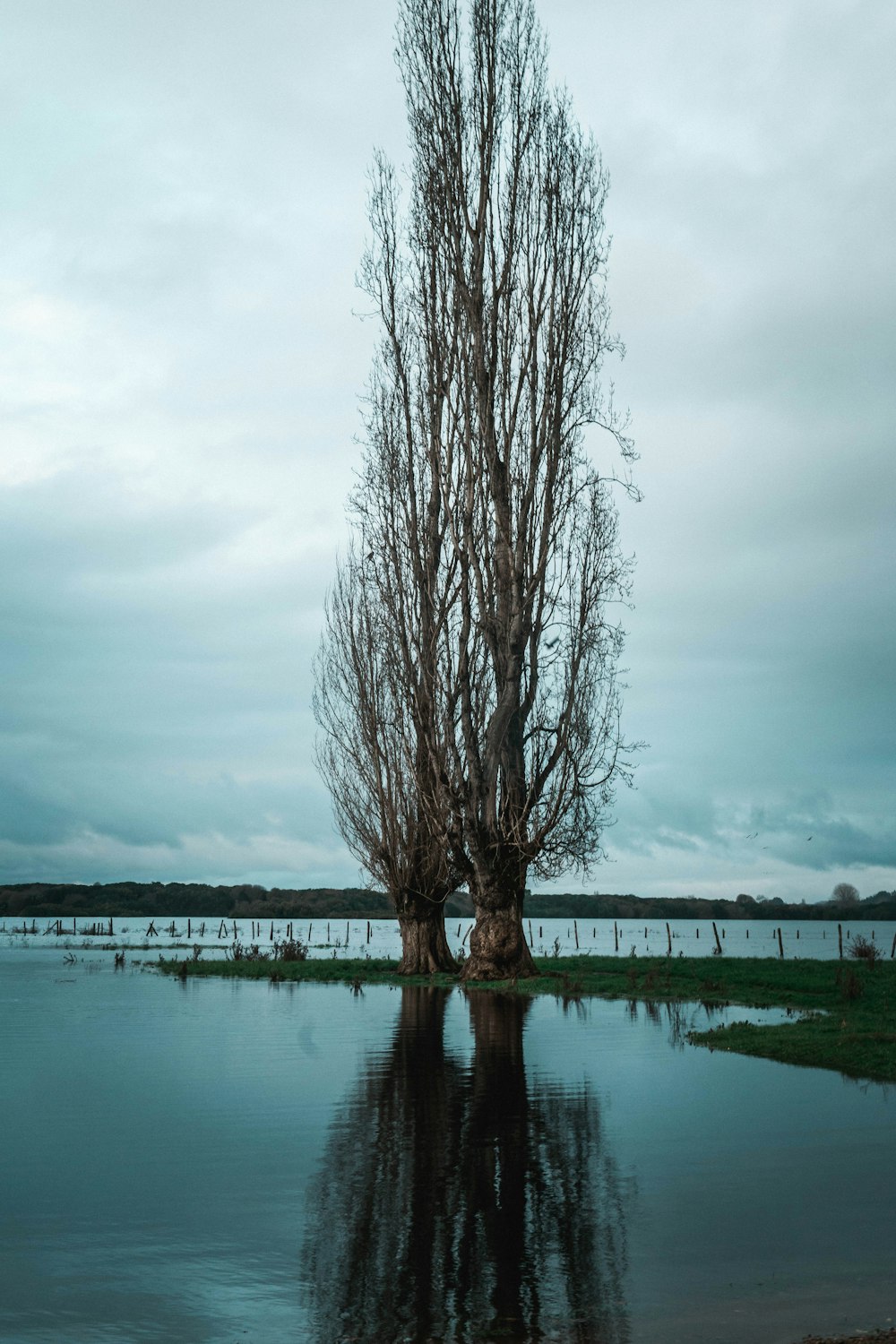 a lone tree stands in the middle of a body of water