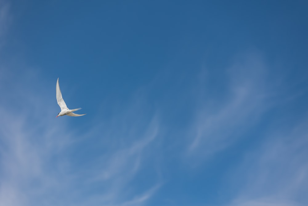 a white bird flying through a blue sky