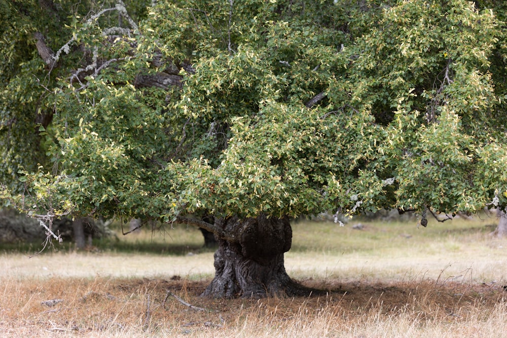 a large tree in the middle of a field