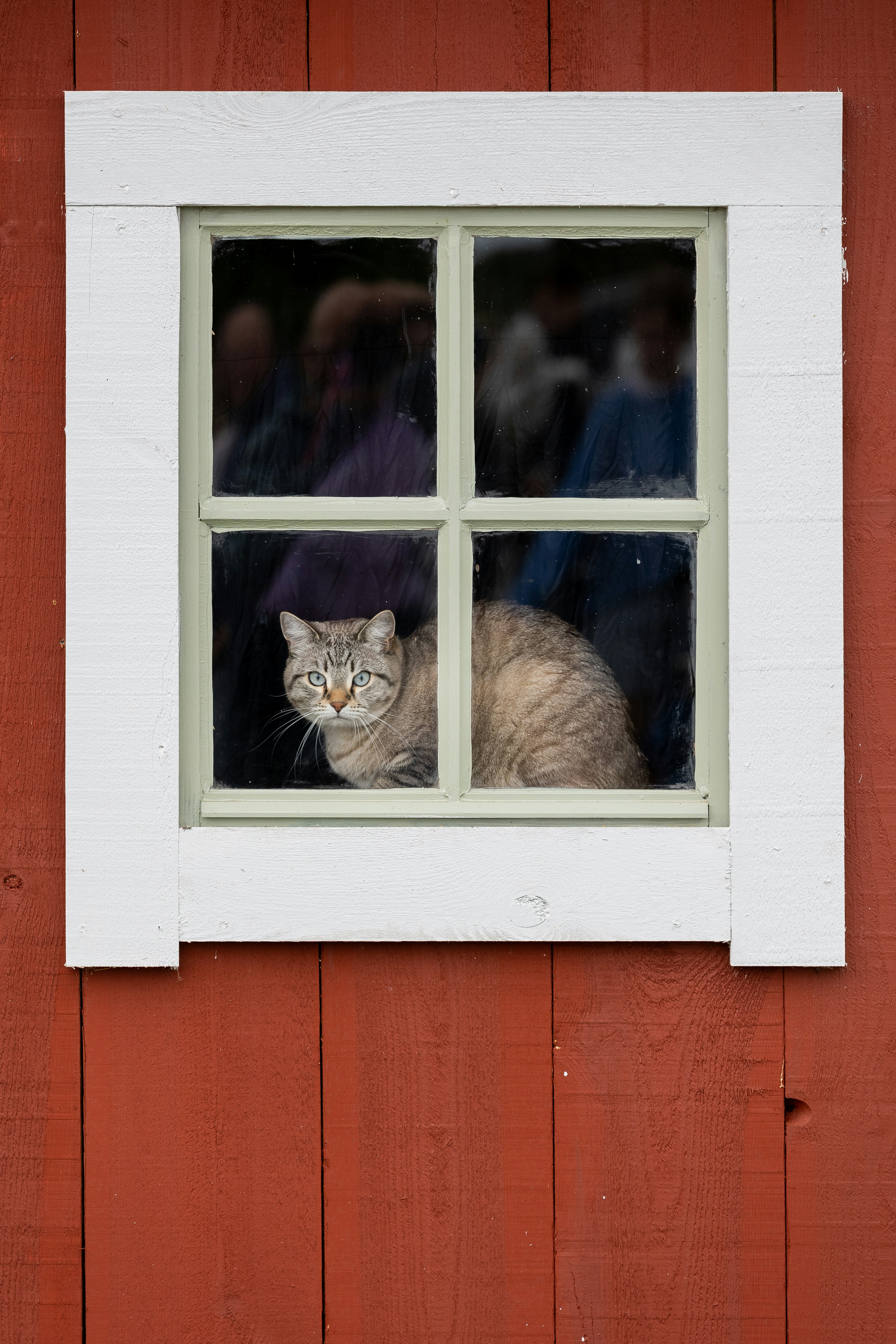 Abyssinian: The Adventurous Observer (image credits: unsplash)