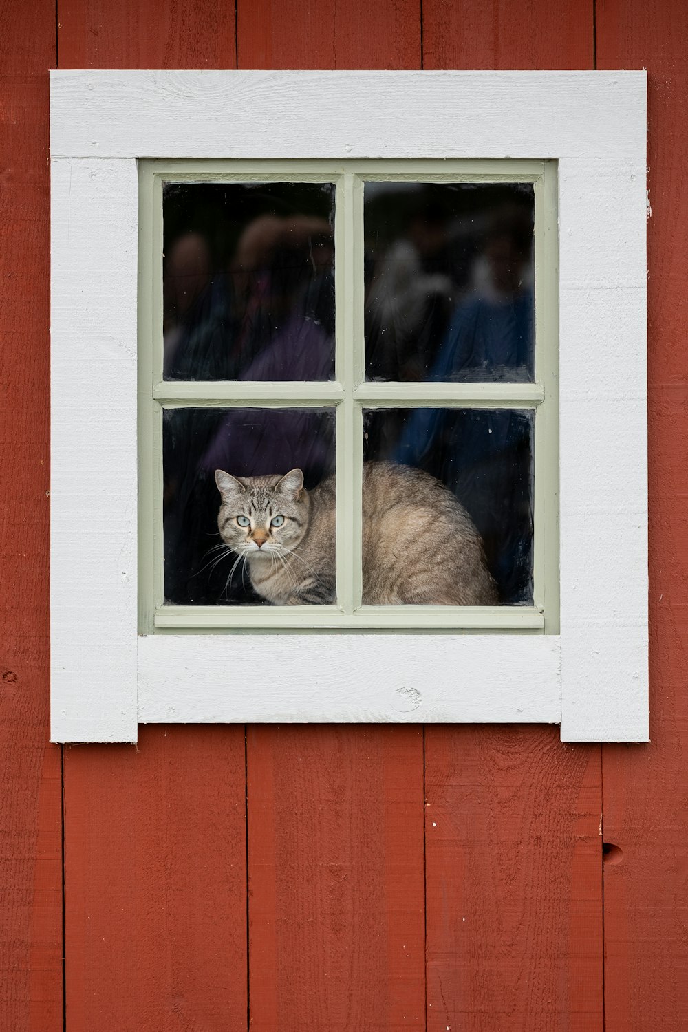 a cat sitting in the window of a red building
