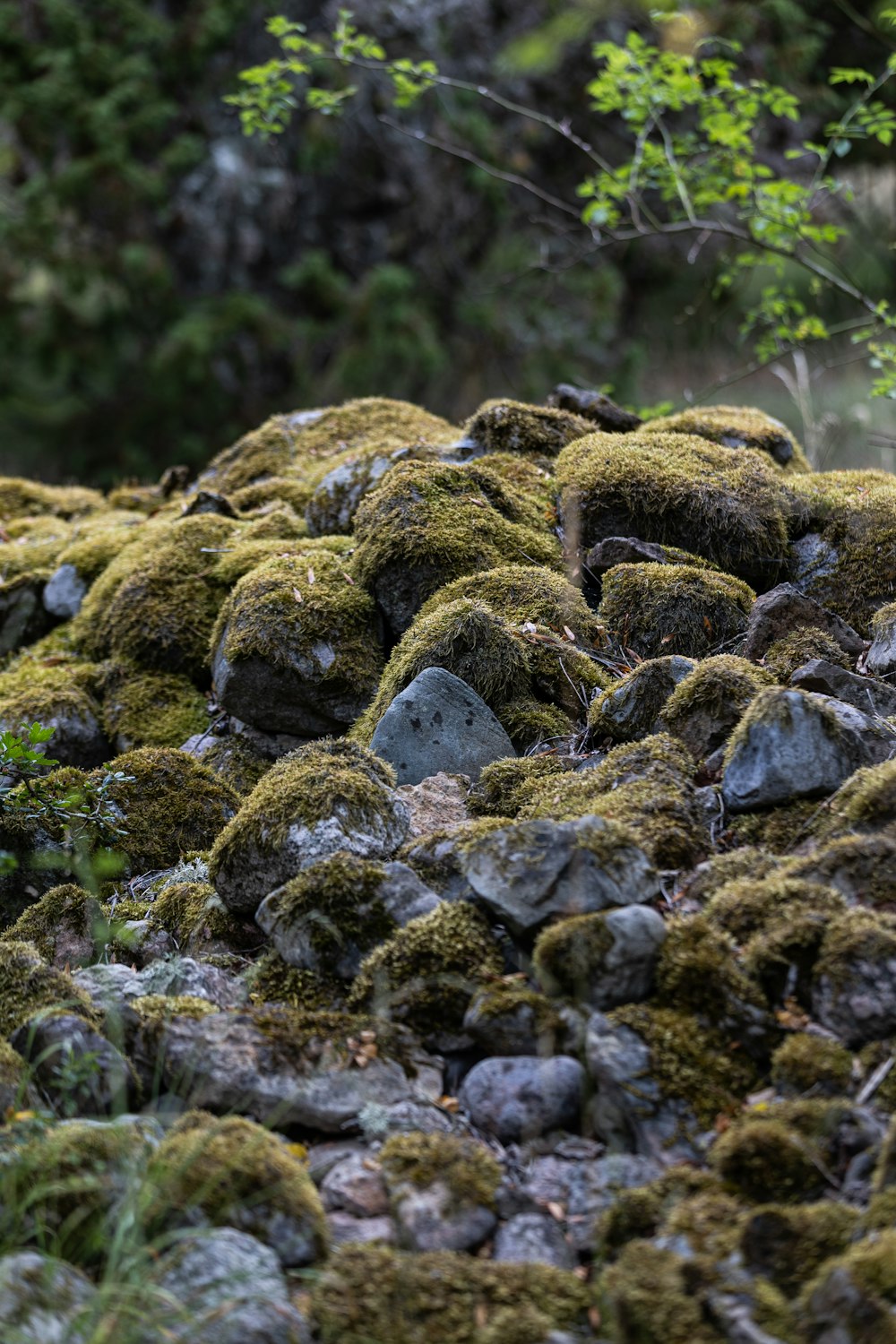 a bunch of rocks covered in green moss