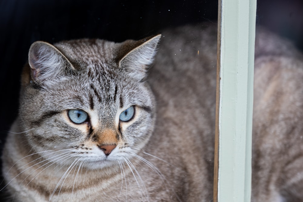 a cat with blue eyes looking out a window