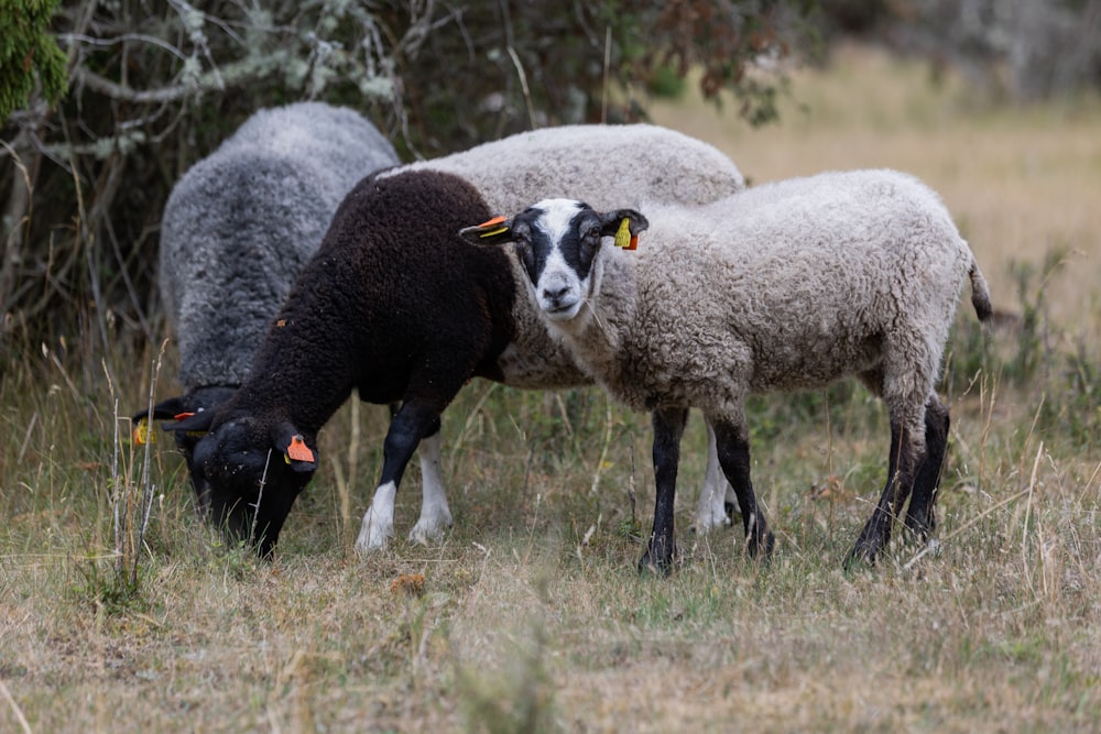 a group of sheep standing on top of a grass covered field