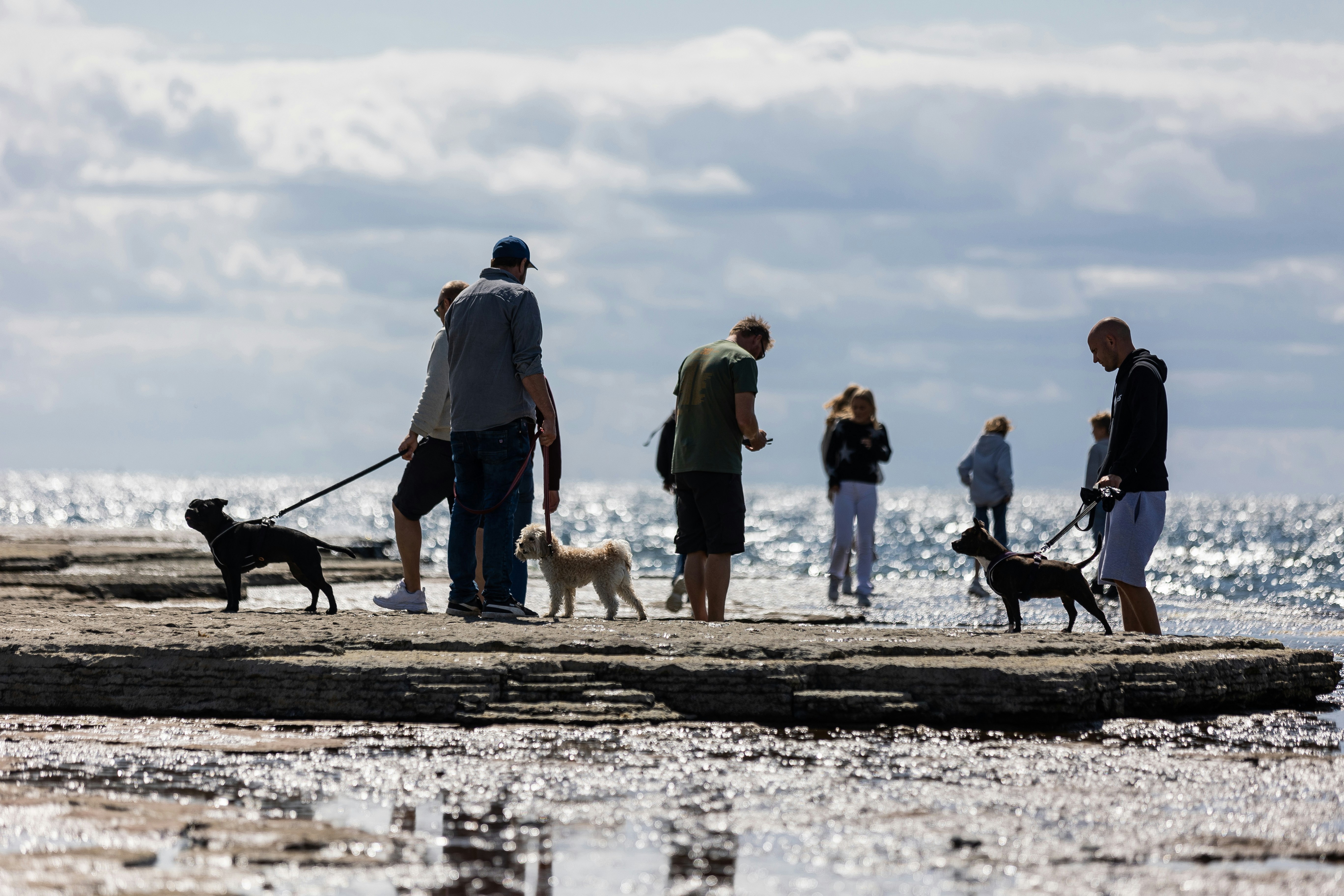 Dogs and owners on a limestone bedrock on the Baltis Sea.
