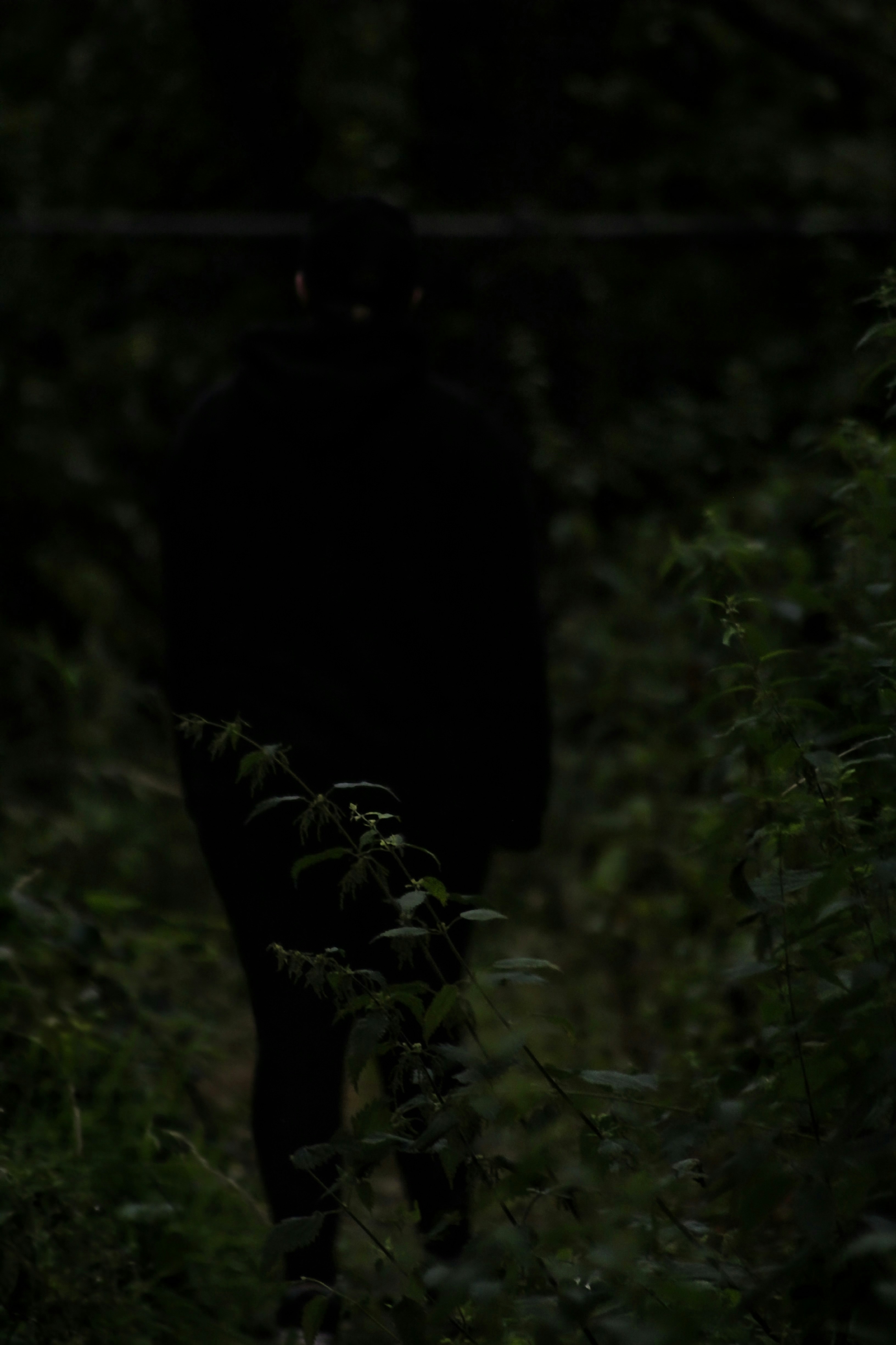 eine schwarze Katze, die nachts durch einen Wald geht