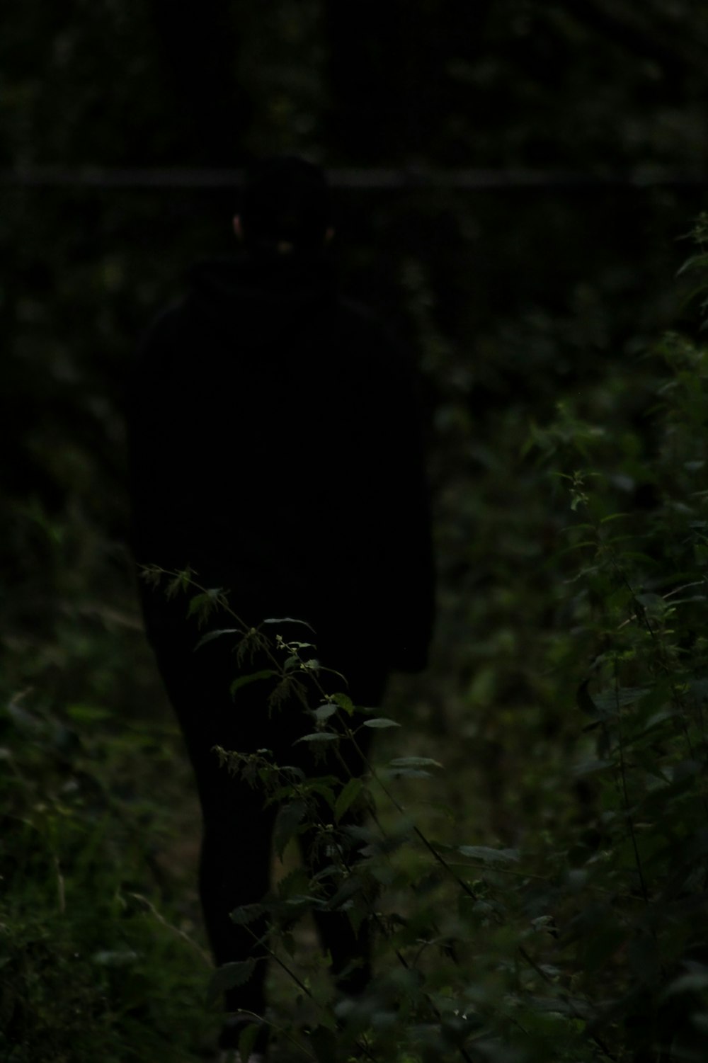 a black cat walking through a forest at night