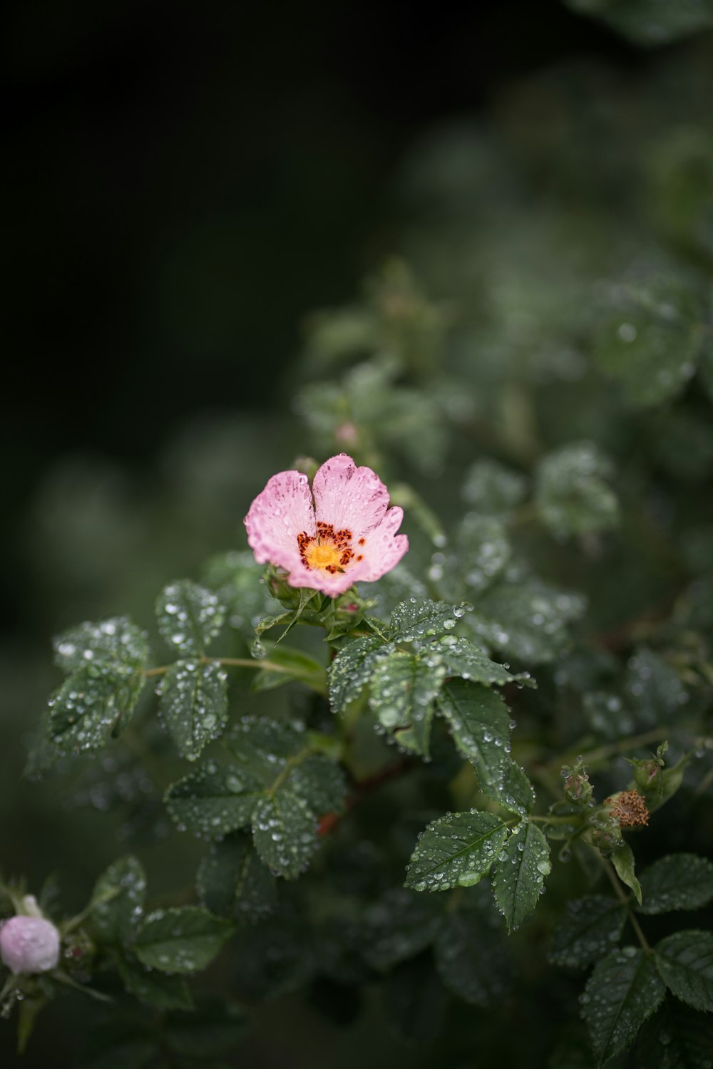 a pink flower with water droplets on it